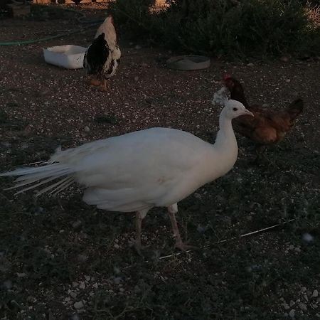 Camping Carlos III La Carlota Eksteriør billede